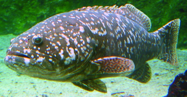 Image: Shane Chalker